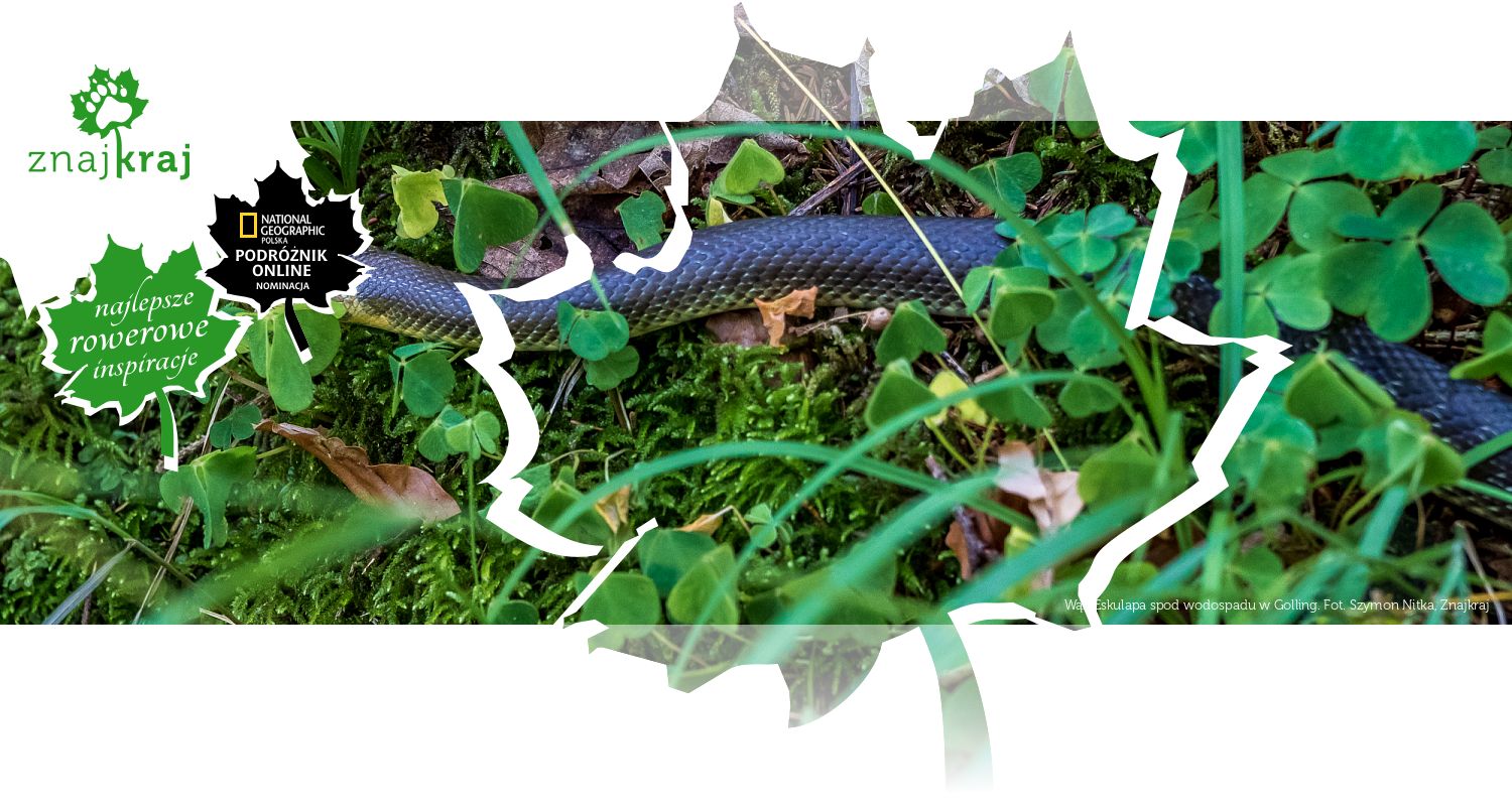 Wąż Eskulapa spod wodospadu w Golling