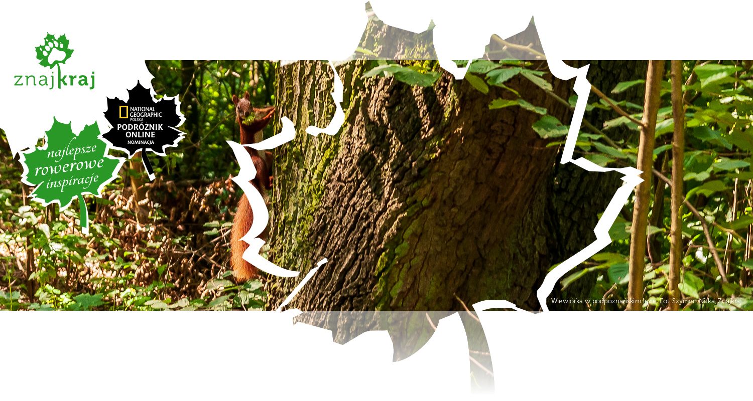 Wiewiórka w podpoznańskim lesie