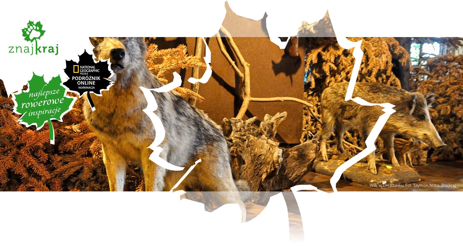 Wilk w Drezdenku