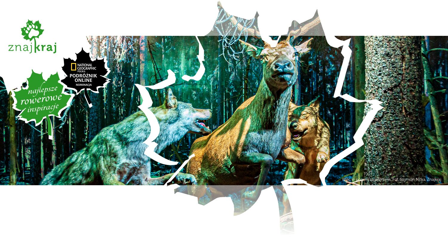 Wilki w pogoni za jeleniem