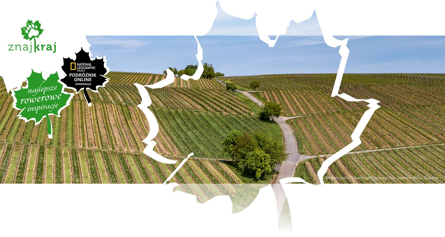 Winnice koło Volkach we Frankonii