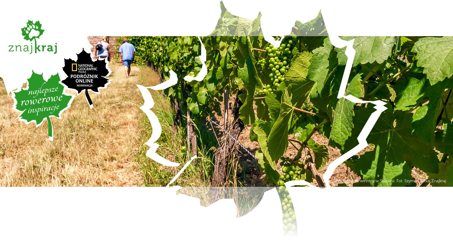 Winogrona w winnicy w Saksonii