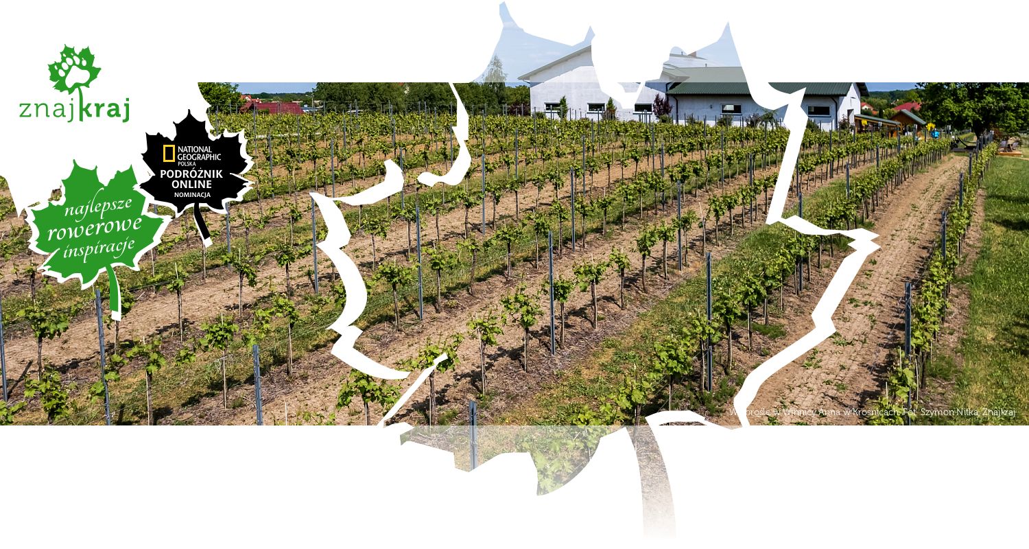 Winorośle w Winnicy Anna w Krośnicach