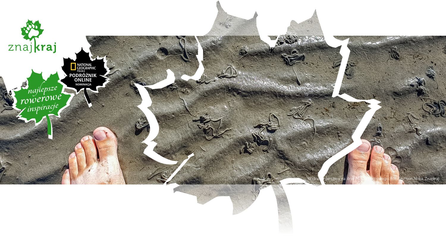 Wodne organizmy na dnie Morza Wattowego