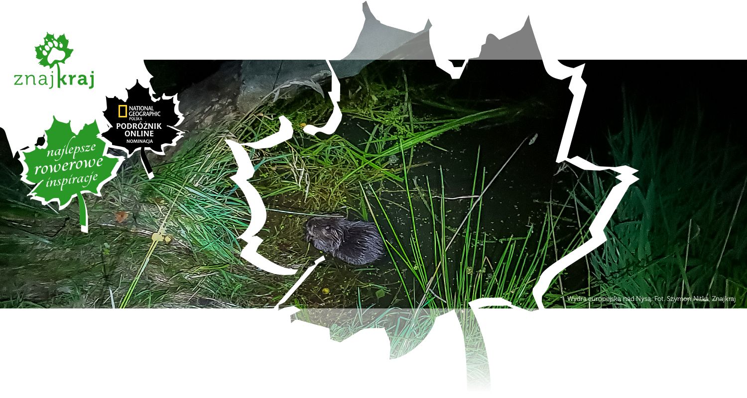 Wydra europejska nad Nysą