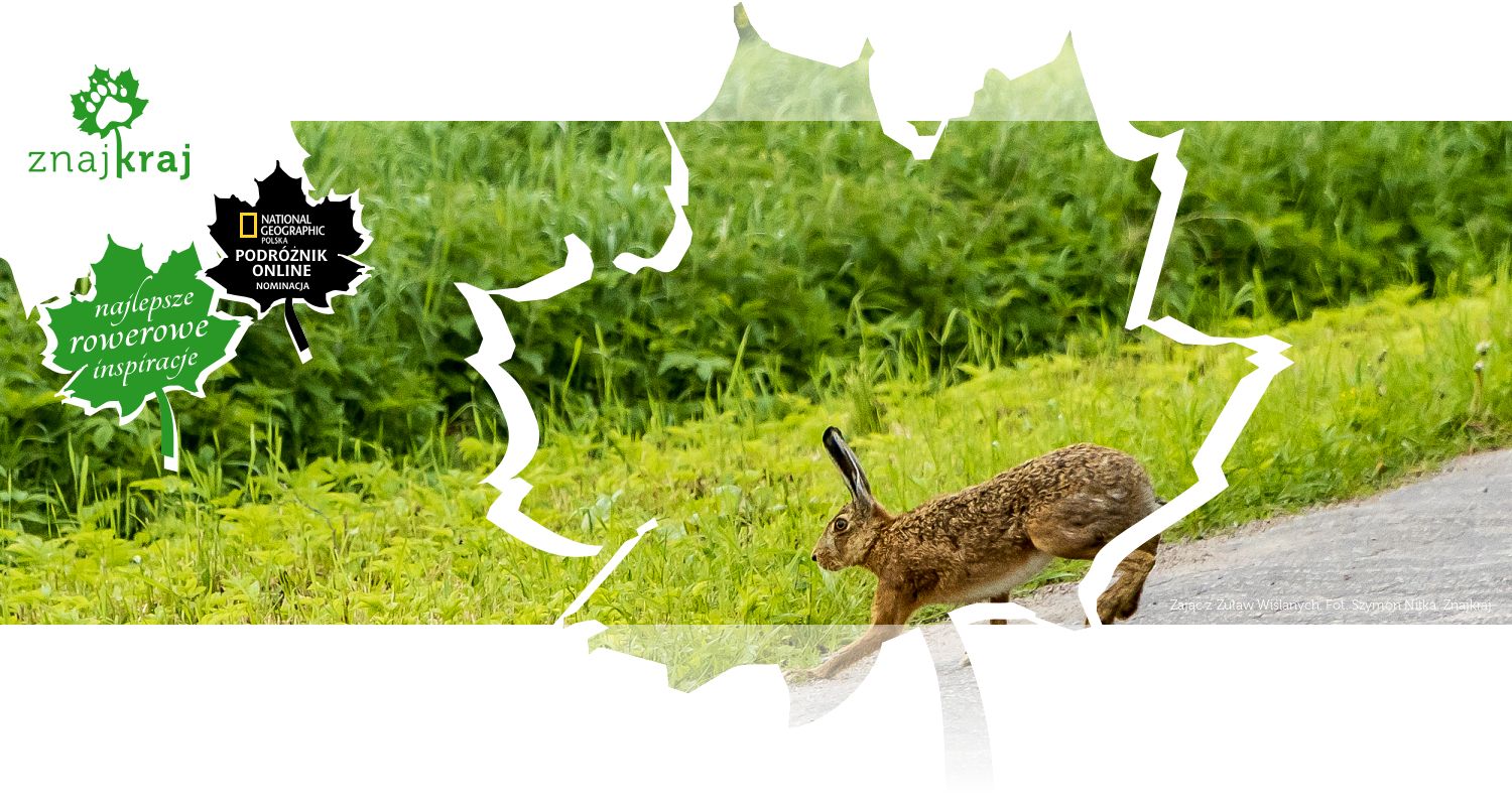 Zając z Żuław Wiślanych