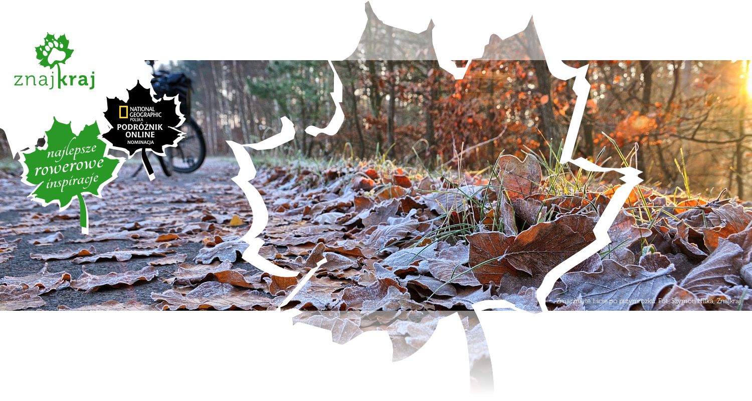 Zmarznięte liście po przymrozku