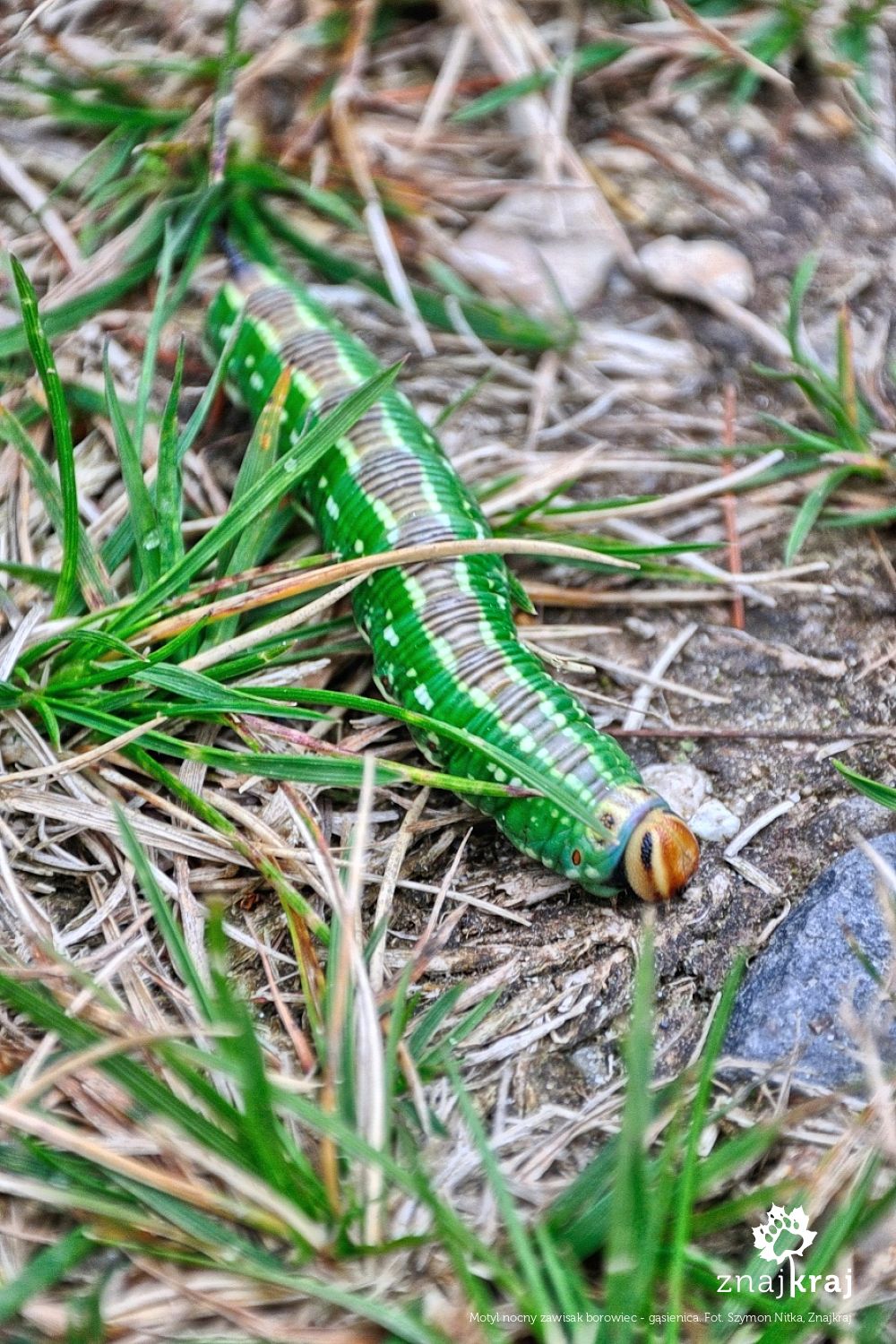 Motyl nocny zawisak borowiec - gąsienica Motyl nocny zawisak borowiec - gąsienica