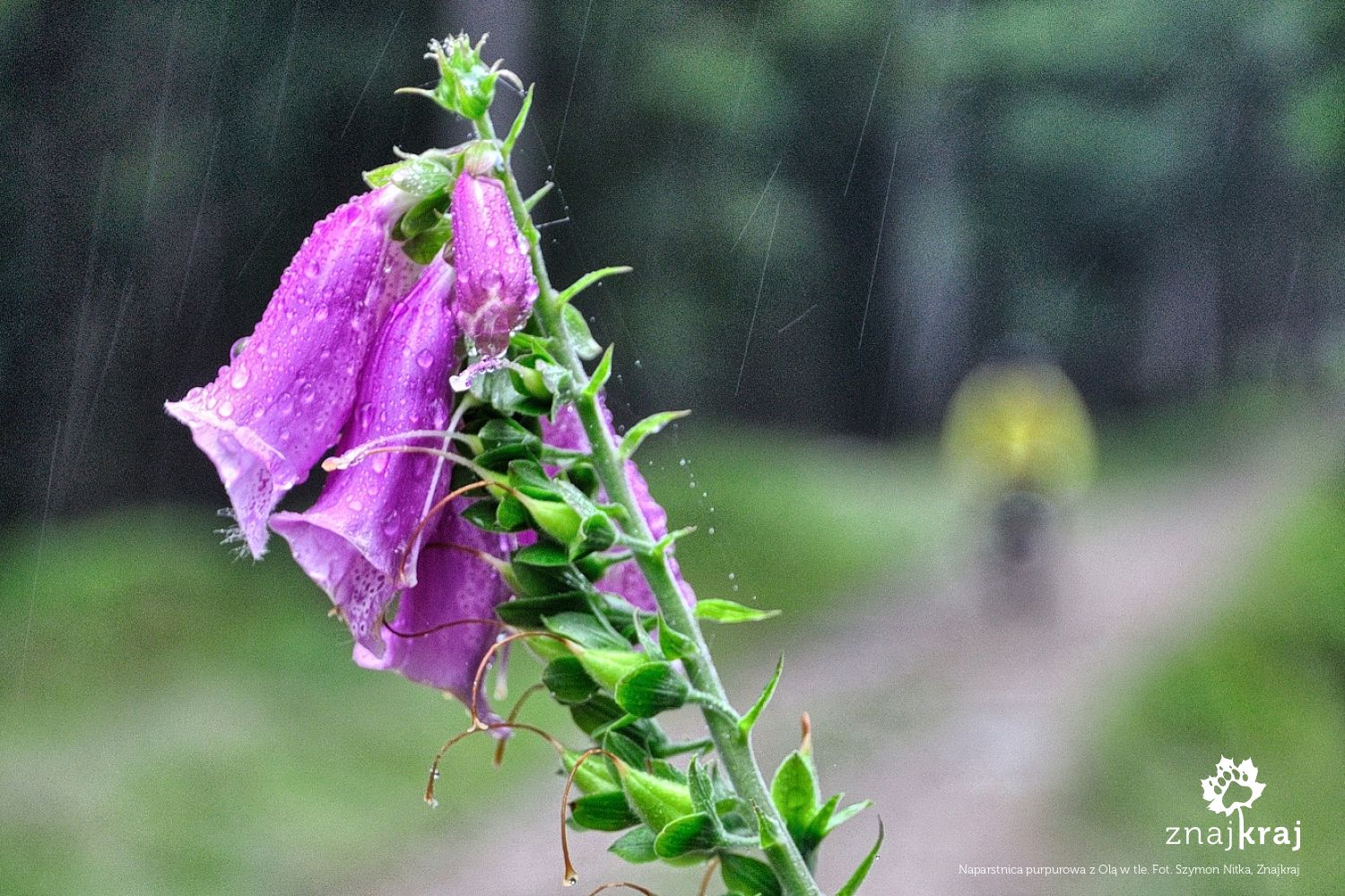 Naparstnica purpurowa z Olą w tle Naparstnica purpurowa z Olą w tle