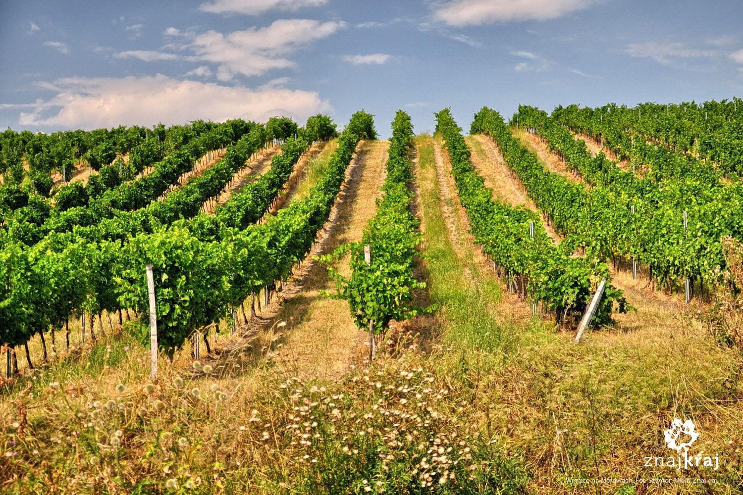 Winnice na Morawach